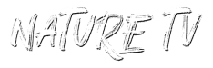 ntv